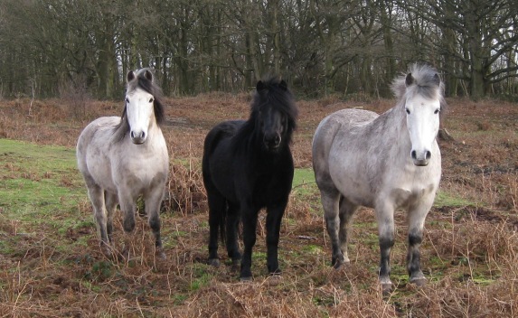 Three Ponies (1)
